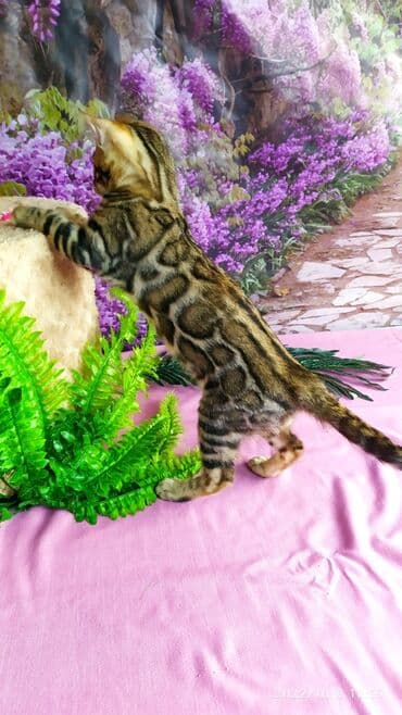 новорожденные котята: Бенгальские Детки .проф питомник Бен Гла Мур. предлагает Девочек и — 16