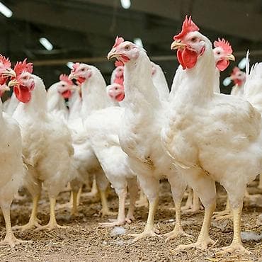 соус барбекю: Суповая курица — только оптом, цена ниже рынка. Описание: - — 1