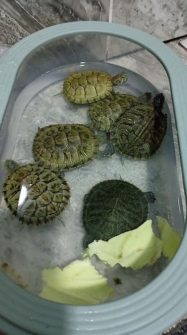 ат баши: Черепашки! аквариумные! не капризные! характерные красные пятна у — 1