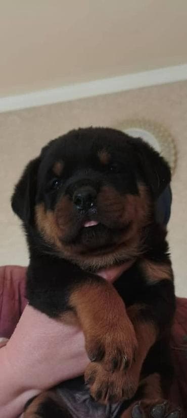 лабрадор щенок: Продаются щенки ротвелера( 1 мальчик и 1девочка)возраст 1 мес — 4