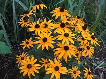 декоративные кусты: САЖЕНЦЫ САМШИТЫ саженцы кустарников саженцы магнолии саженцы олеандра — 7