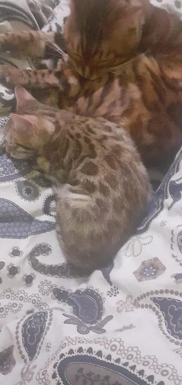 Продажа кошек: Бенгальская, 1 месяц, Мальчик, Черепаховый, Приучена к лотку — 6