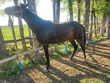 лошад тай: Продаю | Конь (самец) | Конный спорт — 3