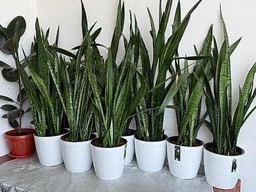 зелен: Сансевиерия (Sansevieria trifasciata, «тещин язык», «щучий хвост») в — 4