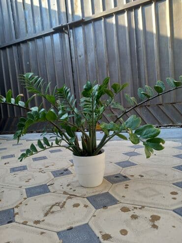 купить полку для цветов: Этажерка для цветов, Б/у, Железо, Самовывоз — 3