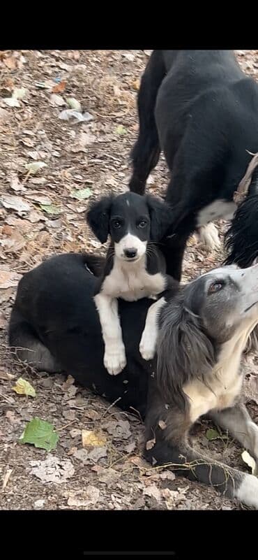 бордер колли купить: Щенки чистопородные, помёт разного окраса. На фото — активные малыши с — 3