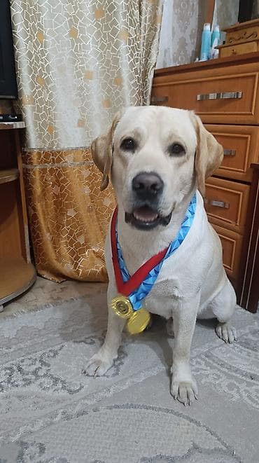 дратхаар собака: Вязка лабрадор-ретривер (кобель, палевый окрас) Предлагается для — 5