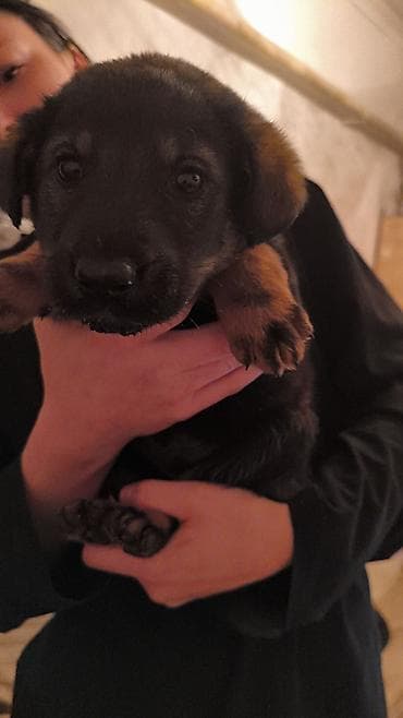 красный страитель: Щенки-дворняги, помёт 2 окраса: черно‑подпалые и рыже‑подпалые — 5