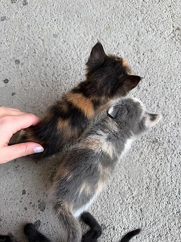 фри пир: Очаровательные котята - Окрас: один полностью чёрный; двое — 4