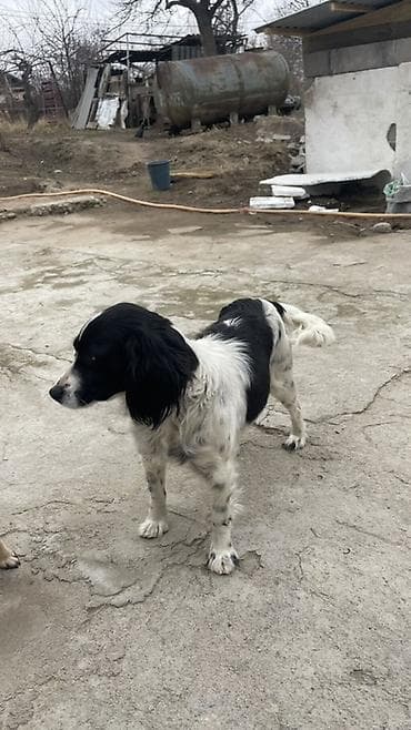 Услуги ветеринара: Собака русский охотничий спаниель, мелкая/средняя, черно-белого окраса — 9