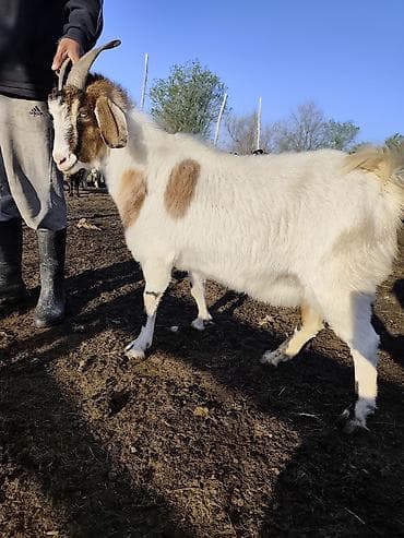 рекс койондор: Сатам | Теке (эркек) | Аргын | Көбөйтүү үчүн | Жасалма жол менен боозутуу — 1