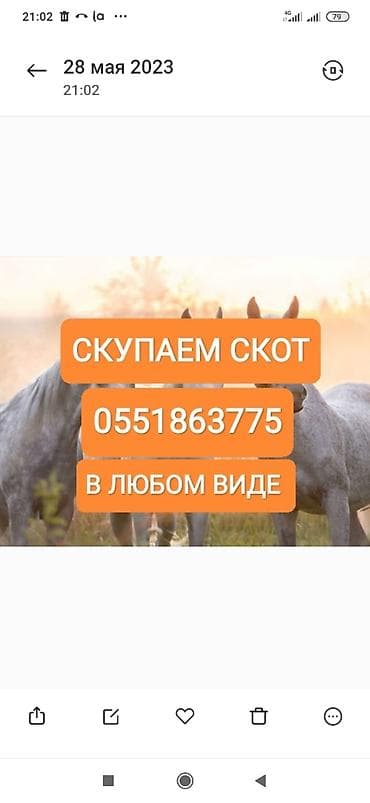 Частное лицо, Колбасный цех : Коровы, быки, Лошади, кони, Другие с/х животные, | Круглосуточно, Любое состояние, Забитый