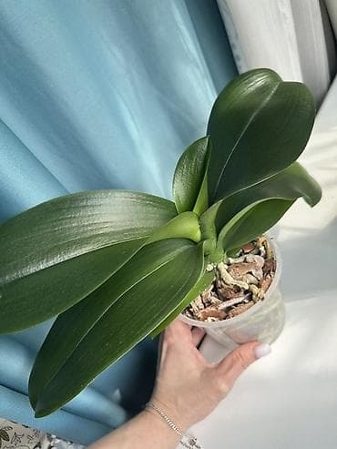 орхидея гулу: Взрослые орхидеи, в данный момент не цветут, адаптированны, здоровая — 5