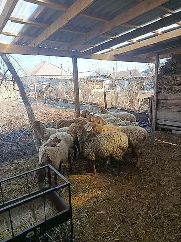 Баран, овца: Продаю | Овца (самка) | Для разведения | Ярка — 3