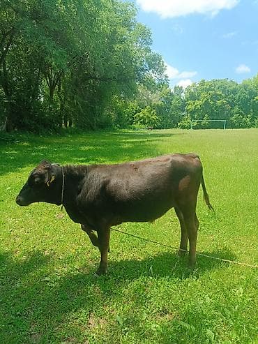 невская маскарадная кошка: Продаю | Бык (самец) — 1