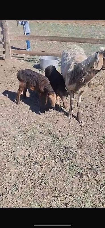 животны: Продаю | Овца (самка) | Для разведения | Матка — 1