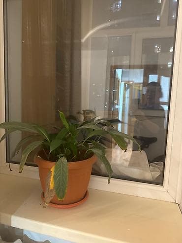 подселение 3500: Сдается комната с подселением 1 парню 10000 сом с коммуналкой — 1