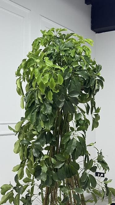 Крупномерая лиана/дерево в горшке (вероятно шефлера, Schefflera — 4