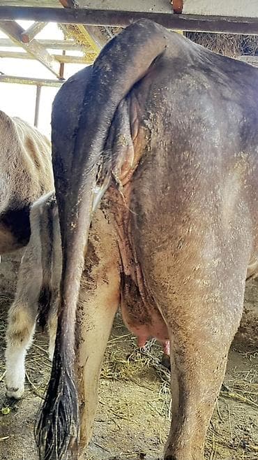 восковая моль: Продаю | Корова (самка) | Для молока | Привязанные — 3