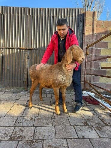 кролик цена: Продаю | Баран (самец) | Арашан | Для разведения | Племенные — 1