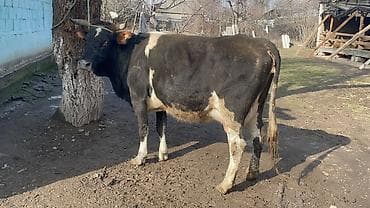 кара балта коровы: Продаю | Корова (самка) | Для молока — 4