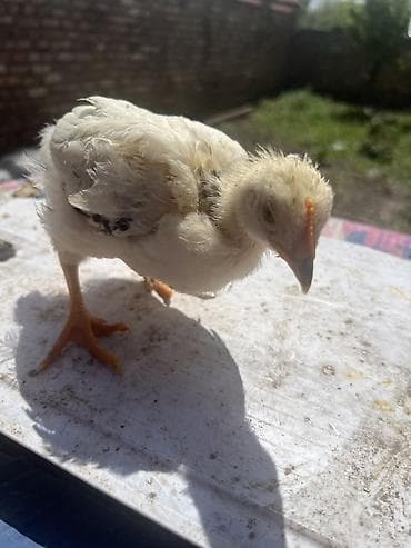 Продаю | Цыплята | Домашняя | На забой