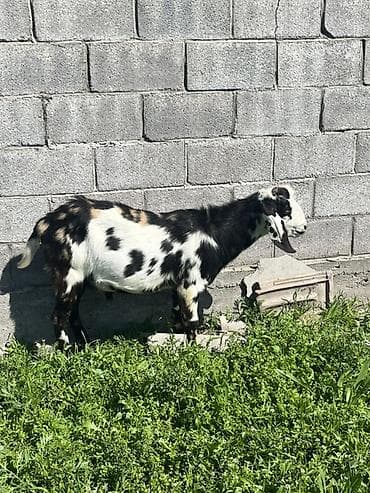 карликовая коза: Продаю | Коза (самка) | Нубийская | На забой, Для разведения, Для молока | Племенные, Котные, Осеменитель — 4