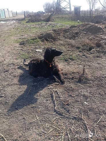 Ветеринар кызматы: Тайган, 8 айлык, Эркек, Эмделген — 4