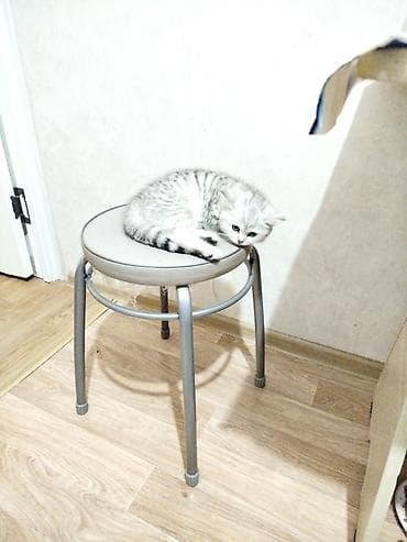 телят: Скотиш Страйт (Шотландская прямоухая), 2 месяца, Девочка, Серебристая шиншилла, Приучена к лотку — 8