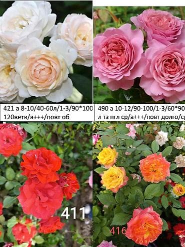 садовые цветы в бишкеке: Саженцы — 7