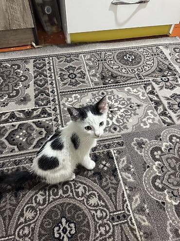 Котёнок, окрас белый с чёрными пятнами (би-колор). Короткошёрстный