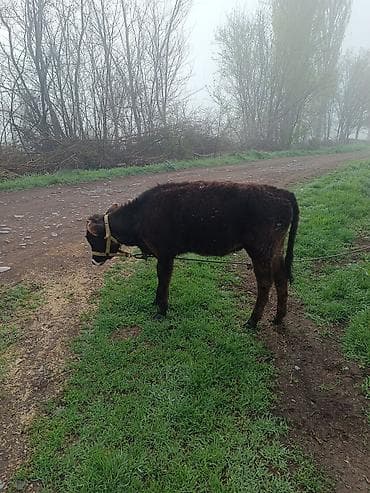 корова порода ала тоо: Продаю | Тёлка | Полукровка | Для разведения | Привязанные — 5
