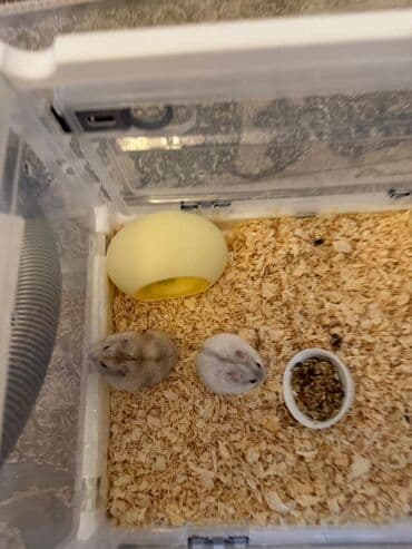 ёжик живой: Карликовые хомячки (джунгарики). На фото — миниатюрные декоративные — 6