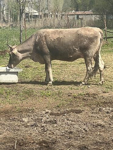 сено салома: Продаю | Корова (самка) | Для молока | Привязанные — 4