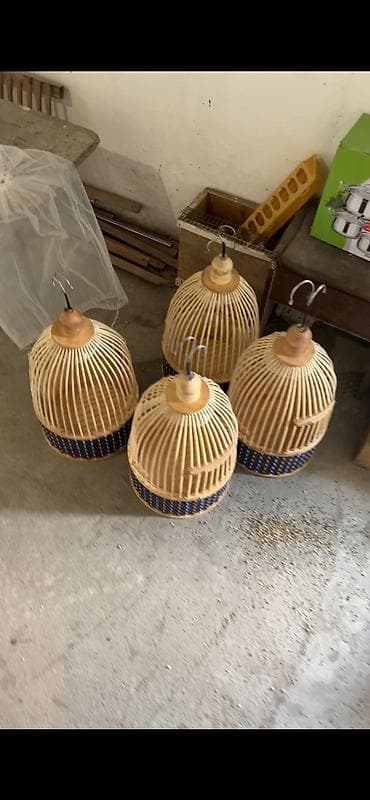 где можно купить перепелов: Продаю певчих перепелов Итальянцев по всем вопросам звоните — 3