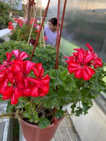 асбест бишкек: Пеларгония (плющелистная) — 3