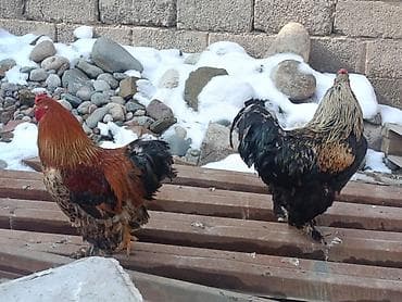 куры брама фото цена: Продаю | Куры | Брама | Для разведения — 2