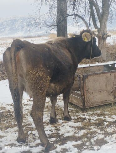 русская синяя кошка: Продаю | Корова (самка) | Алатауская | Для молока | Стельные — 6