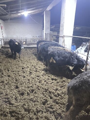Башка жаныбарлар: Продаю бычки Каракольские возраст от года,на откорм аппетит у всех — 4