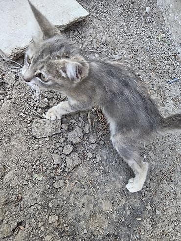 продаю девочки: Кошка даром: Беспородная, 2 месяца, Девочка, Приучена к лотку — 3