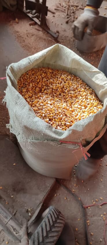 продаю в связи с переездом: Продаю сухую кукурузу в зёрнах сорт Пионерготовые уже затареные в — 1