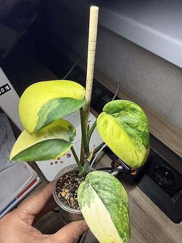 Сциндапсус жаде сатин вар