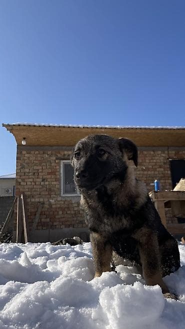 ит атабыз: Собака даром: 3 месяца, Самка — 5