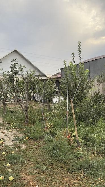 пилить дрова: Дрова Фруктовая древесина — 3