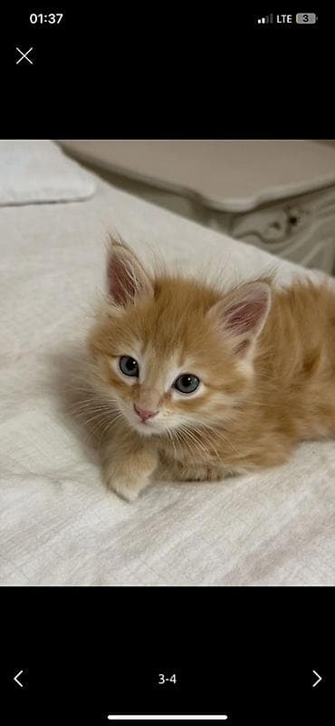кошачье молоко: Мейн-кун, 1 месяц, Мальчик, Рыжий, Приучена к лотку — 4
