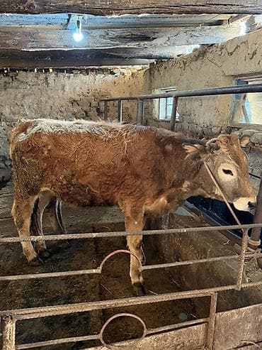 богоз кой: Продаю | Музоо, торпок | Полукровка | На откорм | Привязанные — 5