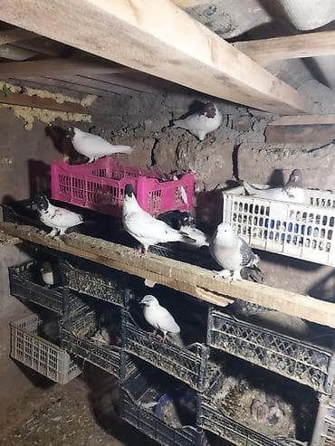 Животные: Продаю головастики,пакистанцы,такла турецкая,есть готовые пары и — 5