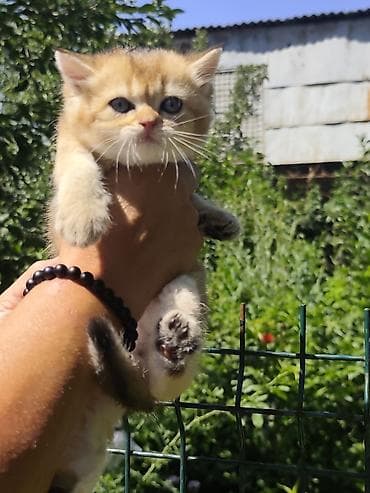 вязка коты: Очаровательные котята с золотистым окрасом шиншилла/голден (короткая — 7