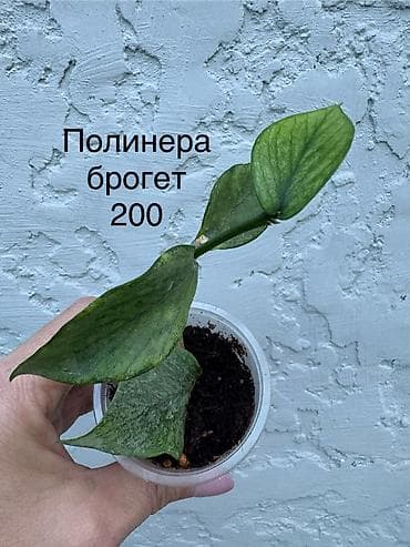 сублимированные фрукты ош: Продаю хойи. Цены 250 - 300 сом — 6
