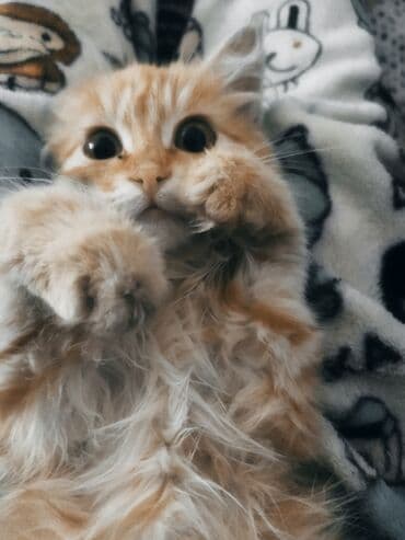 Кошки: Пушистый рыжий котёнок с длинной шерстью и мягкими — 1